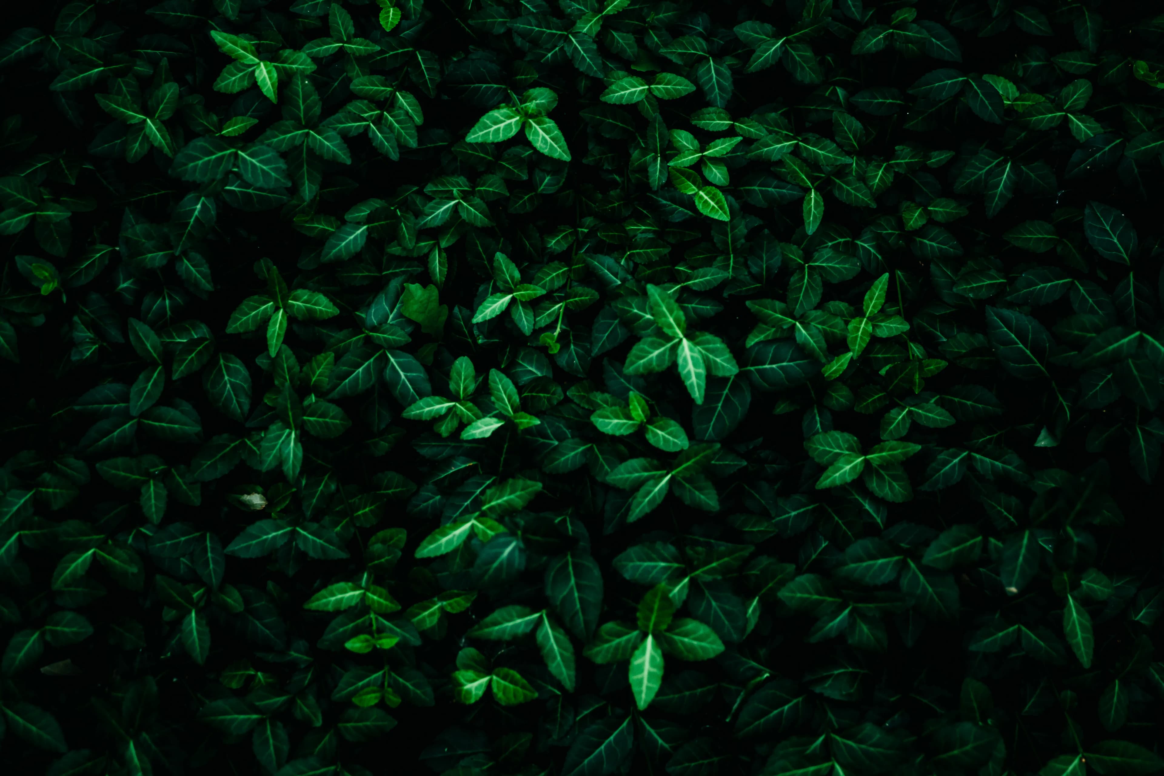 WhatsApp for Accountants: A Practical Guide